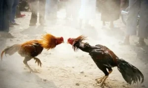 Đá Gà GA28 Tại SV368