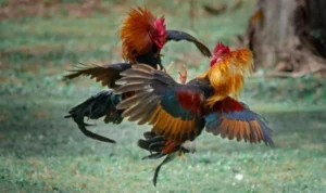 Đá Gà Sabong Tại SV368