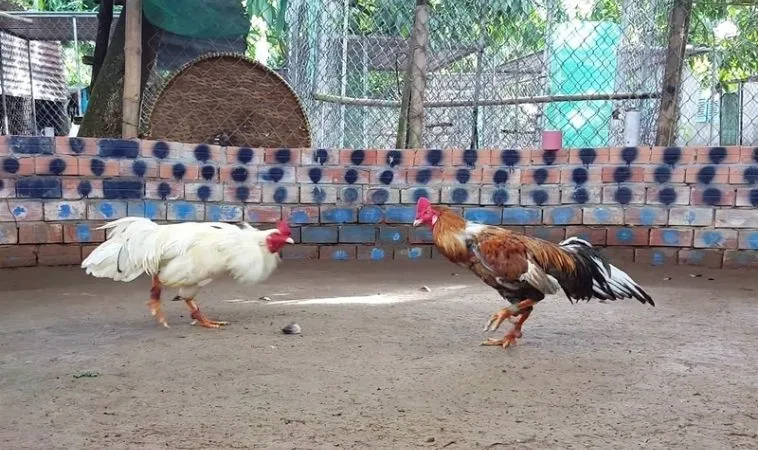 Hướng Dẫn Chơi Đá Gà GA28 Tại SV368 Chi Tiết Cho Người Mới 2 Sảnh Đá Gà GA28 Tại SV368 quy tụ nhiều chiến kế dũng mãnh