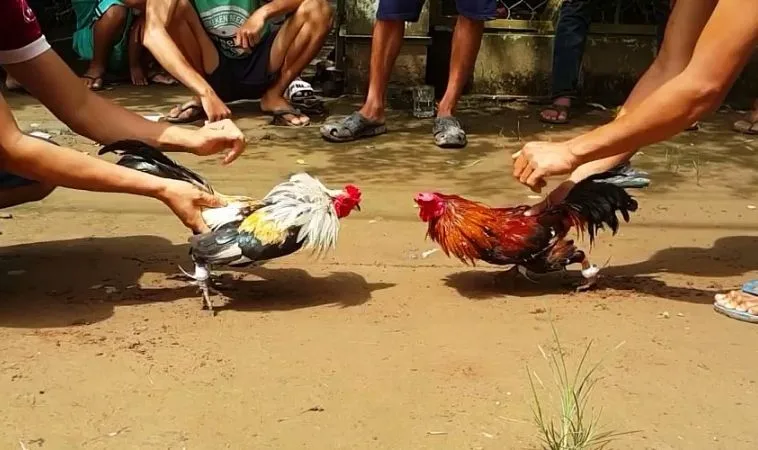 Cách Chơi Đá Gà WS168 Tại SV368 Thắng Lớn Cho Người Mới 1 Đá Gà WS168 Tại SV368