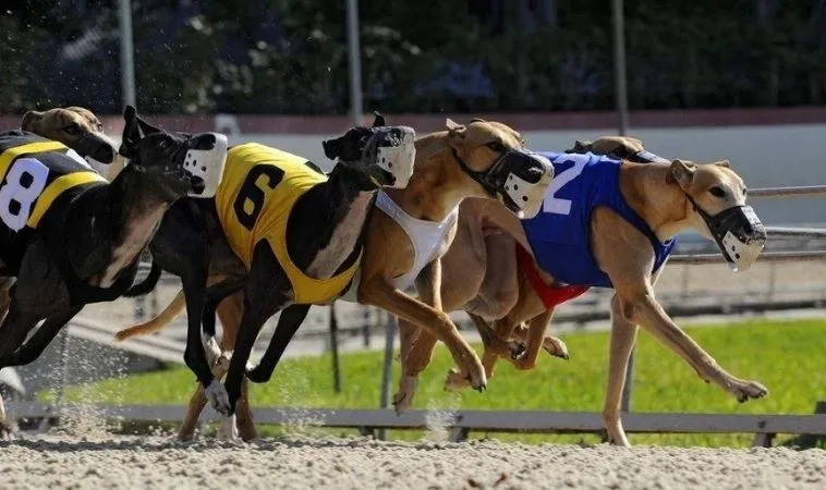 Cách Chơi Game Nhanh Đua Chó Tại SV368 Thắng Lớn Mỗi Ngày 1 Đua Chó Tại SV368